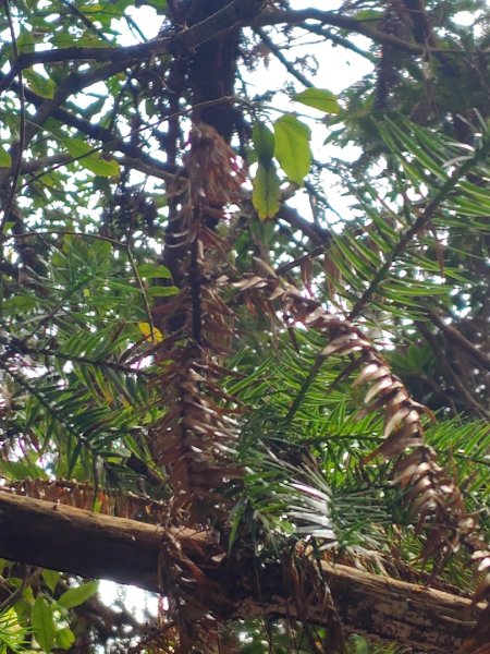 守關山南峰 守關山 守城大山2919111