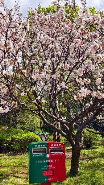 #中山樓 #陽明公園 #十八份 #吉野櫻 #墨染櫻 #青斑蝶 #青帶鳳蝶 #大紅蛺蝶 3/143014898