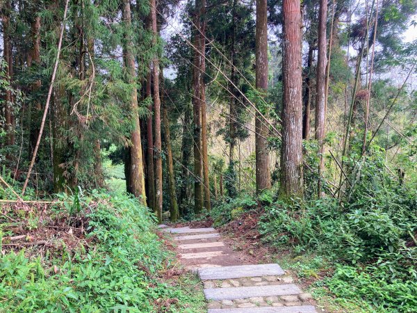 阿里山頂湖步道2625727