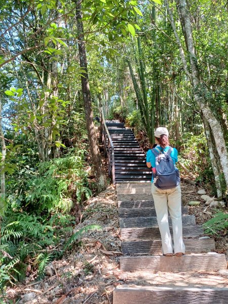 【南投魚池】澀水森林步道2933052