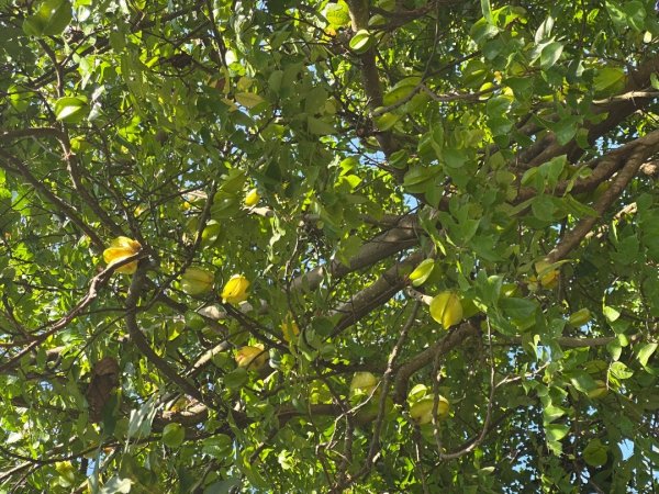 苗栗西湖-柚子山步道2615558
