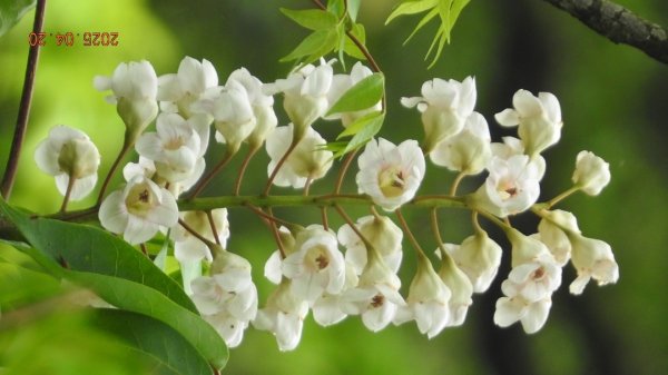 五色鳥和鐘萼木&夕陽晚霞 4/202766529