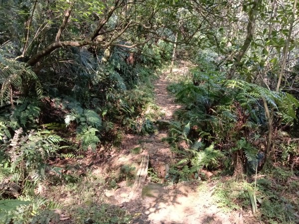 崩山坑古道+東柑腳山+後寮仔嶺+後寮子古道+後寮仔保甲路O型2750935