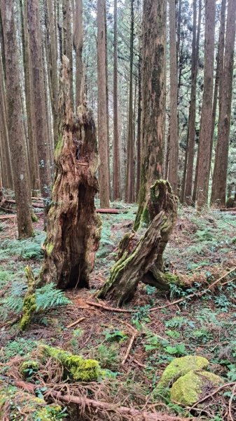 神阿縱走~台灣難抵極~大塔山2971518