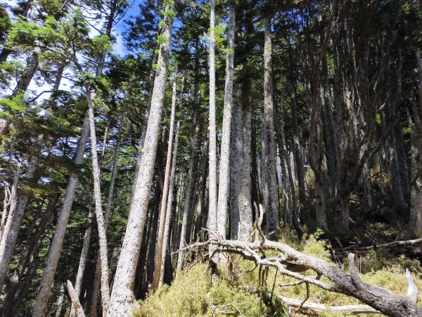 北一段(10/14)馬比杉山 2025_0906~132887123