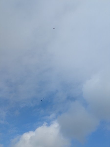 20251108桃源谷到草嶺古道大里天公廟2931455