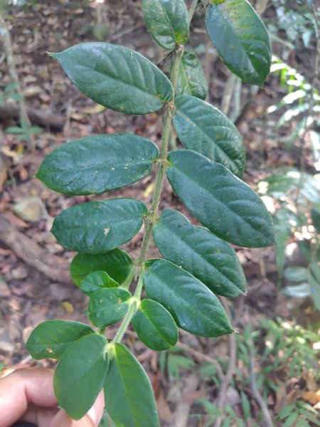 唐麻丹山 蝴蝶谷2918892