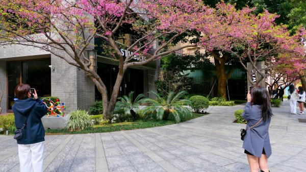 《蘭陵王・林口櫻花》2715978