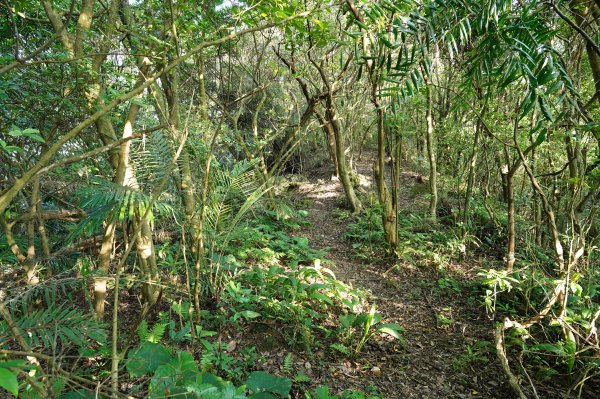 新北 汐止 北港山、金明山、柯子林山2585667