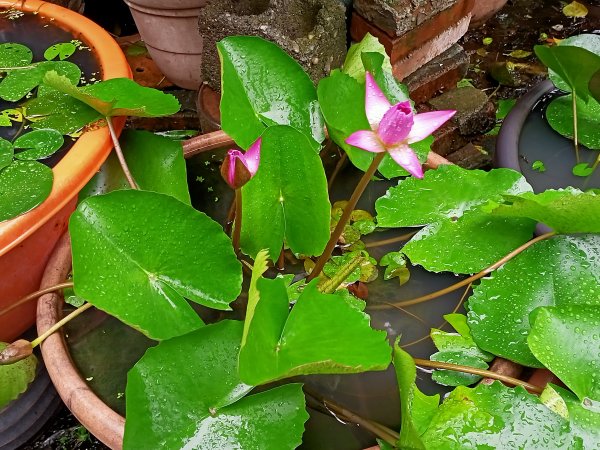 內湖大港墘公園、文德三號公園【走路趣尋寶，全臺齊步走】1882060