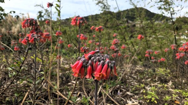 即將春季的百花齊放鵝尾山串行古圳道及平菁街42巷賞櫻健行O型走2988701