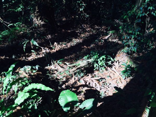 2018/06/03 丸田炮台遺址步道345380