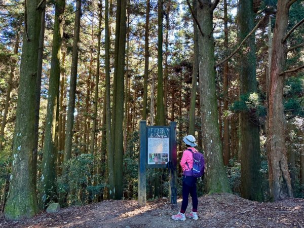 加里山O繞 迷霧·森林·鐵道·雲海絢麗登場2380650