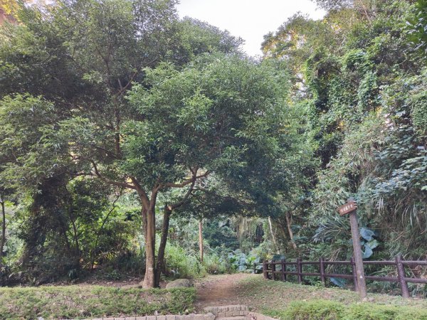 2023.11.01 蓮華山古道群2488997