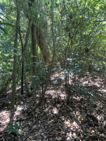 20250531屏東武潭山2803192