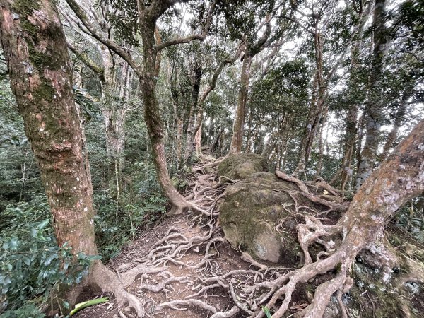 喜遇水晶蘭及翹距根結蘭-北得拉曼巨木步道11103101636060