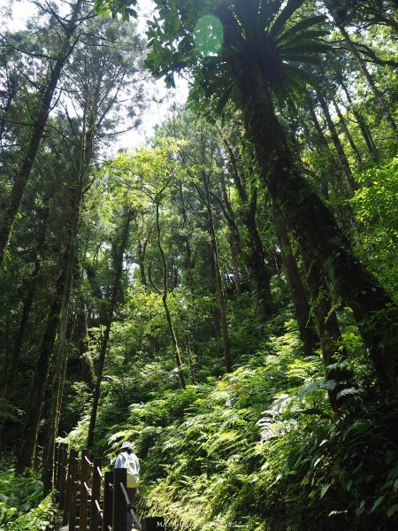 《宜蘭》北橫明珠｜明池國家森林遊樂區201805192889306