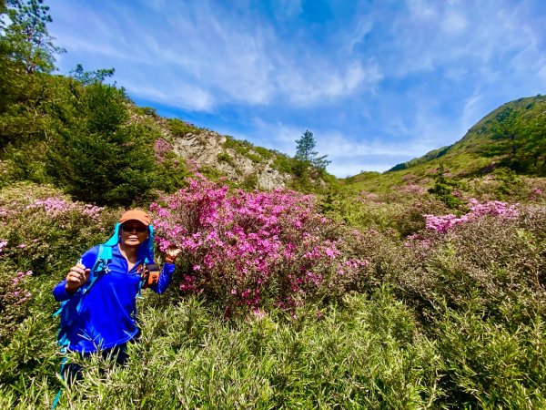合歡山七連峰的空中花園賞花趣3073095