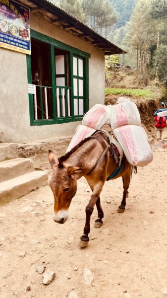 尼泊爾EBC馬牛螺羊動物寫真-山屋-協作-美食2789003