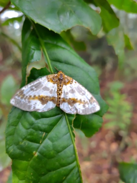 矢場谷山連走勃子山2804958