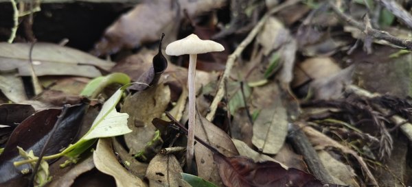 2025/06/15_盡尾山步道2812732