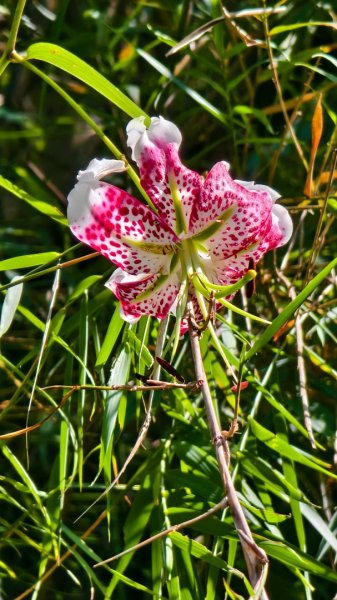 雲山水花鳥蝶-天龍國阿伯的日常 #艷紅鹿子百合 #大鳳蝶 #玉帶鳳蝶2863958