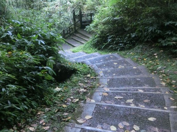 溪頭銀杏神木彩虹橋459538