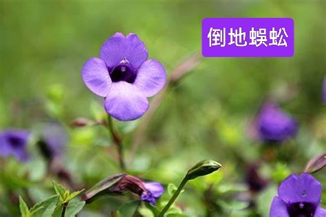 烏來桂山路2525876