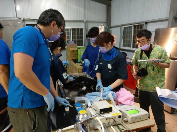 【新聞】臺東「廣原小熊」照養滿月已頭好壯壯，實施牠熊生第一次完整的健檢