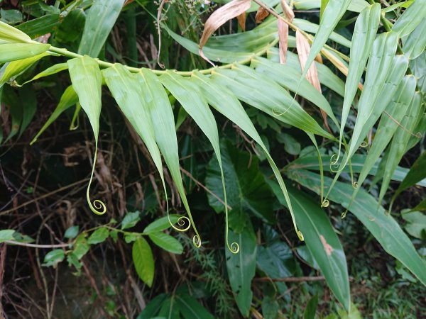 龜山島登頂-環湖-繞島1081203