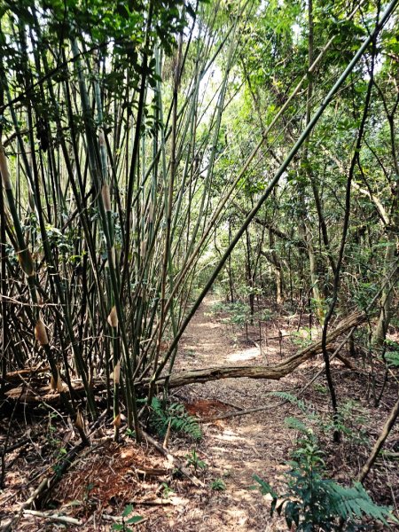 三段崎古道-2025森遊竹縣皮皮獅探險隊2890113