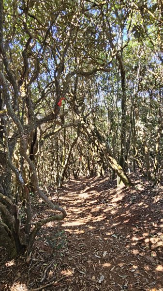 【細說大雪山木馬古道】橫嶺山、沙蓮山、笛吹山O繞2921097