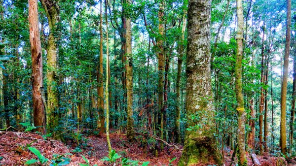 油羅山(一上三下)2959174