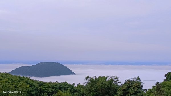 陽明山再見雲海&雲瀑5/23 #五色鳥育雛2510709