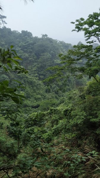 大坑四號步道（頭嵙山）590235