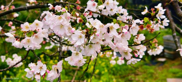 追花是簡單的快樂，賞花是恬淡的幸褔 2/252720094