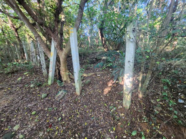 20250921學田山王田山大肚山大尖山竹坑山2928471