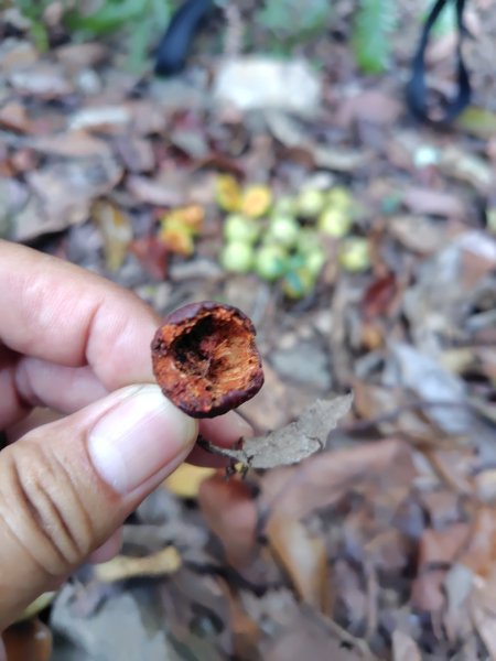 唐麻丹山 蝴蝶谷2918804