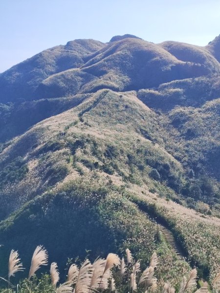 半屏山/燦光寮山賞芒花2412001