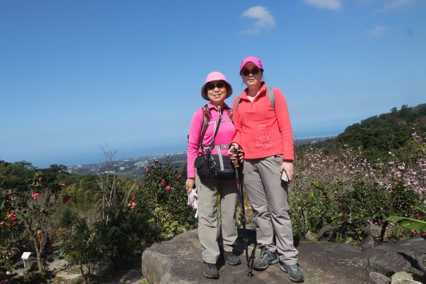 2026-02-15 楓樹湖木蘭花+天元宮櫻花─千光寺站→巨石花園→楓樹湖古道→樹香緣果園→楓樹湖站+天元宮