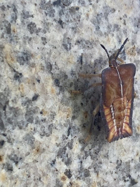 【四獸山 Short】虎豹象先行！獅山封閉中，等新步道開箱再相見2888827