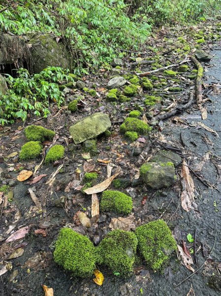 20230603 #65小百岳🌧️😭🌧️😭 三腳南山2171457