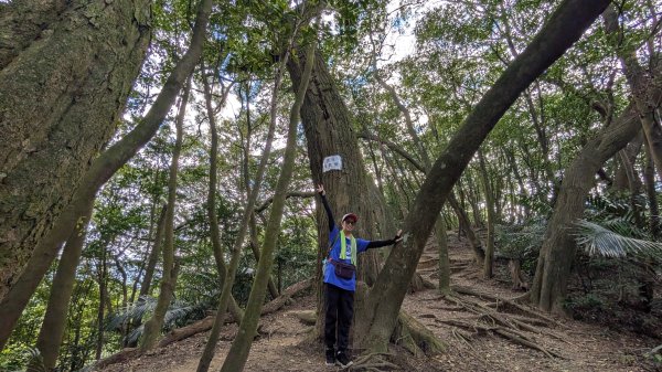 114.11.22鳶山彩碧-鳶山-鳶尾山之旅2943538
