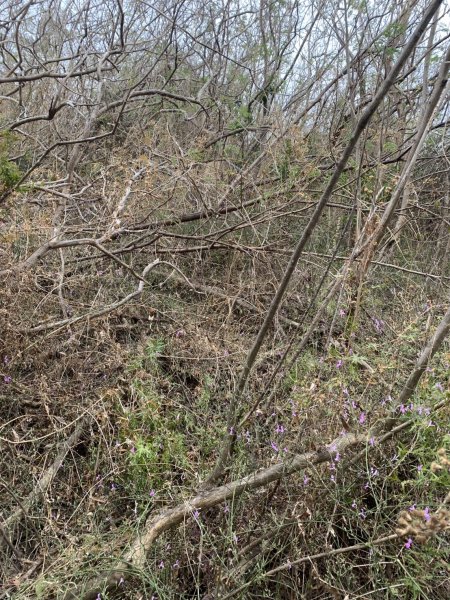 20250405屏東頂楓港山-上楓港山2757496