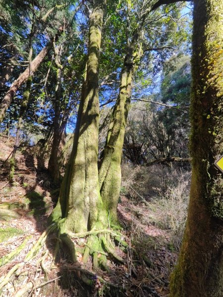 特富野古道>東水西峰>東水山>玉兒山>特富野古道（逆O)2743787