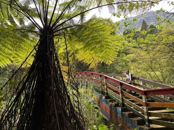 溪頭天文台 空中走廊 神木林道 賞鳥步道2486059