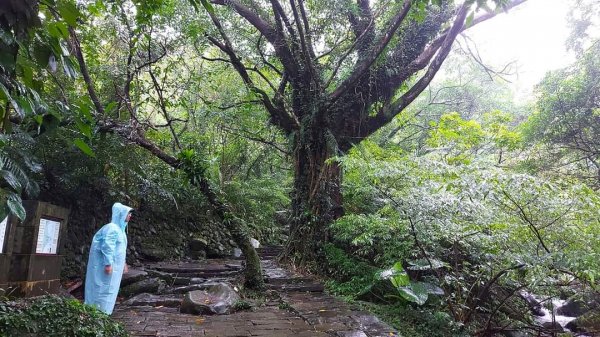 〔貢寮〕草嶺古道2335076