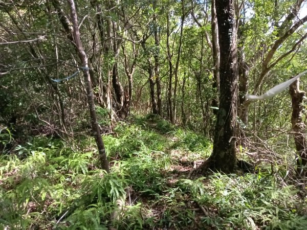 平溪區石古井古道(新路徑)+青林山+盤山坑古道O型2893267