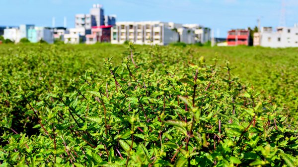 富岡仙草花2942406