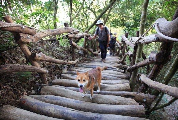 大坑四號登山步道封面